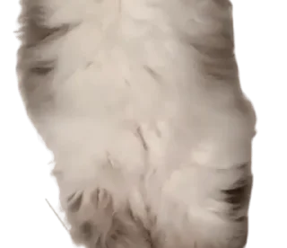 🐈