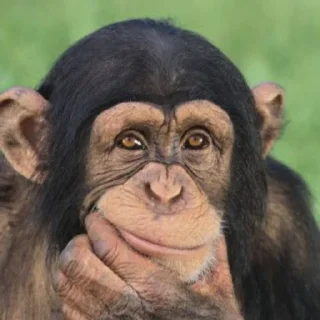 🐒
