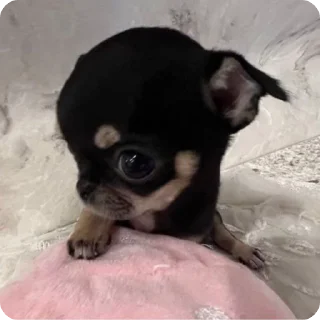 🌟