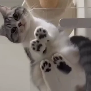 🐈