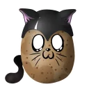 🐱