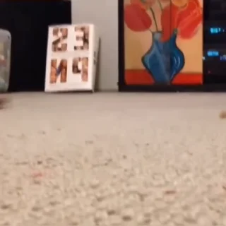 🐈‍⬛️