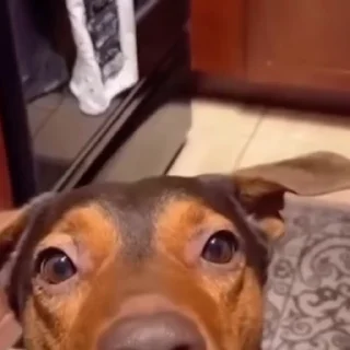 🐩