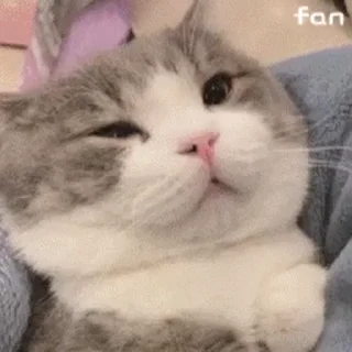 😸
