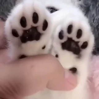 котики зеточки — @stckrRobot
