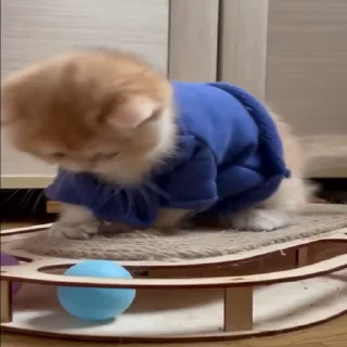 🐱