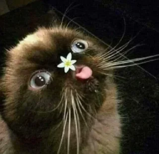 😺