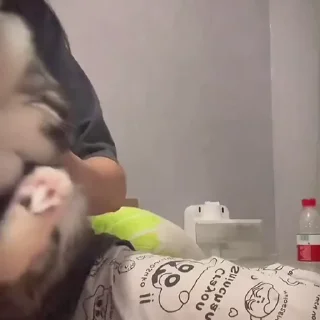 😸