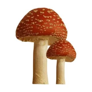 🍄