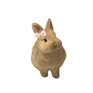 🐱