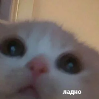 😶