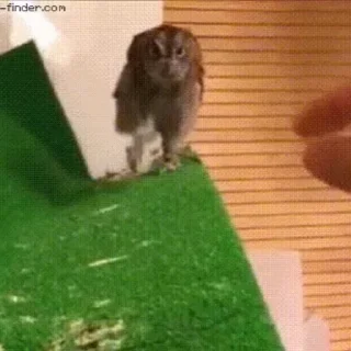 🦉