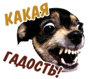 🙀