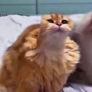 🤩
