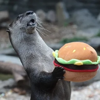 🍔