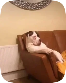 🐶