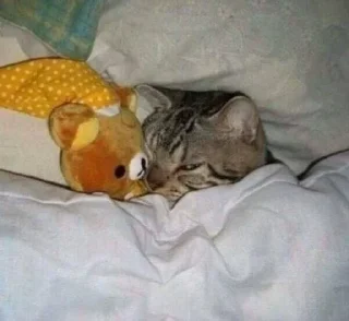 😴