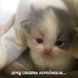 🇺🇦
