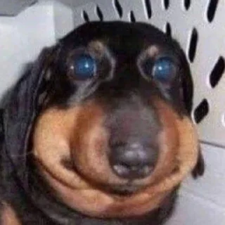 🐶