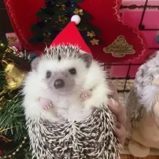 🦔