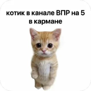 🐱