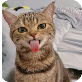 🐱