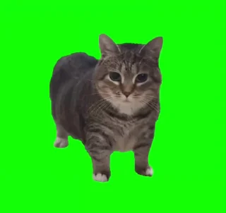 🐈