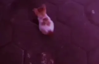 🌟