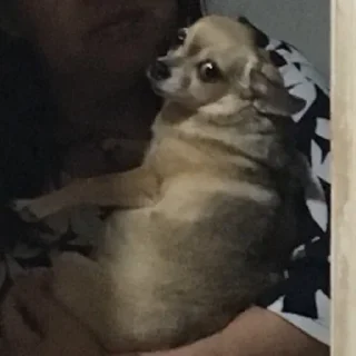🐶