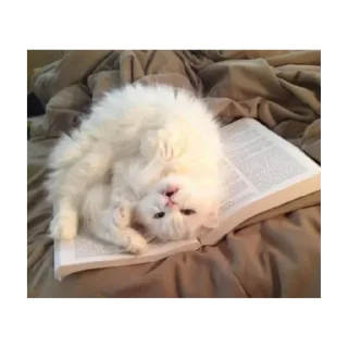 🥺