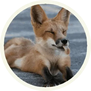 Foxx for Telegram @stickersb2b