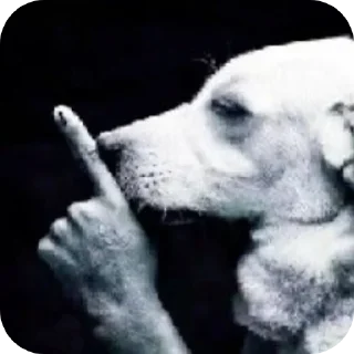 🐶