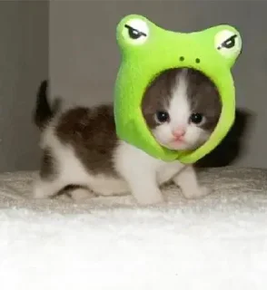 🐸