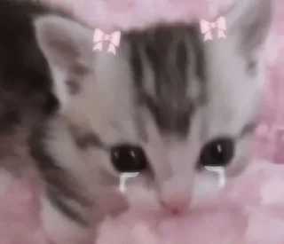 🥺