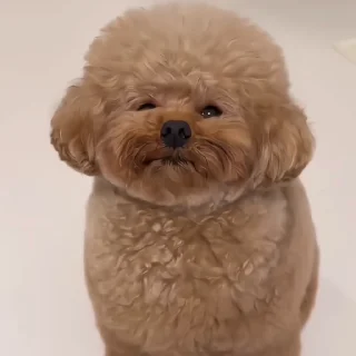 🐶