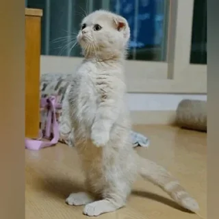 😺