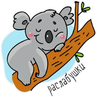 🐨