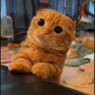 🤩
