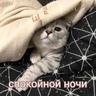 🌙