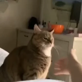 🧶