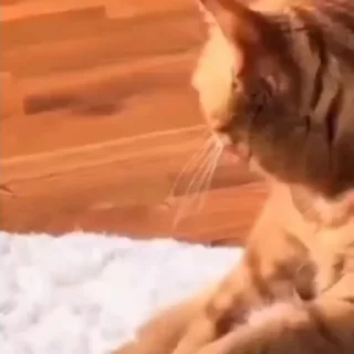 🐈