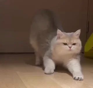 🌟