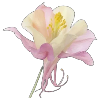 🌸