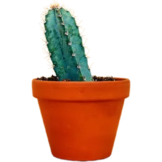 🌵