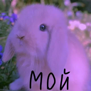 🐰