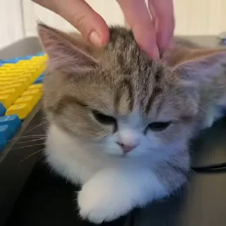🐾