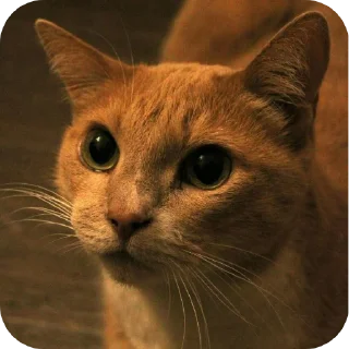 🐱