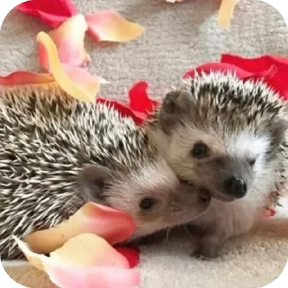 😍