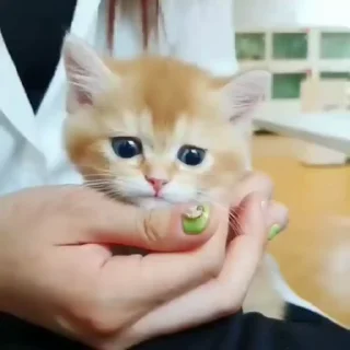 🐈