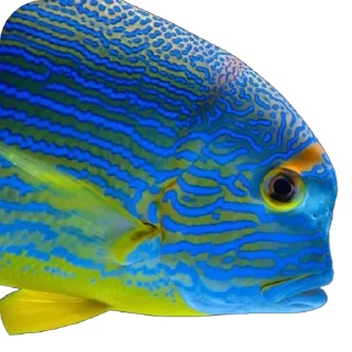🐟